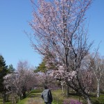 斜めの桜