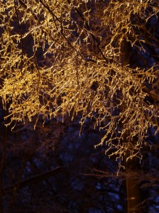 夜のキラキラ花雨氷